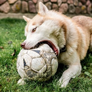 Логотип @futiko - Футико