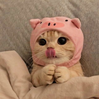 Логотип @fvfhtg - 🐻РАЗДАЧА ПЕТОВ🐻