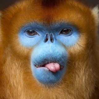 Логотип @g_gupalo - Бетула пендула