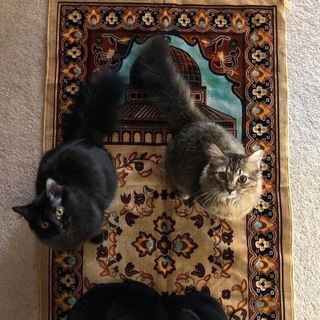 Логотип @gaaazaaa - о важном.