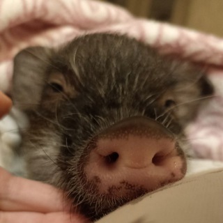 Логотип @gabbipig - Минипиг Габби Gabbi.pig