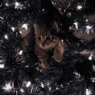 Логотип @gacha_caffe - ^🌲^новогодняя кафешка꒰⛄️꒱