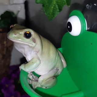 Логотип @gadovod - Gadovod | Рептилии и Амфибии