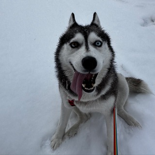 Логотип @gaffhappy - Gaffhappy