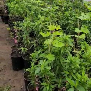 Логотип @gagarinskiyplodopitomnik - Гагаринский плодопитомник Энгельс