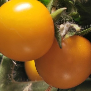 Логотип @galkin_cad - Галкин САД