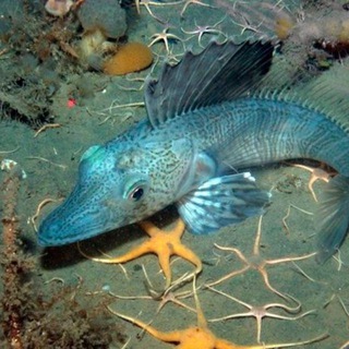 Логотип @galkovskydiscuss - Записки галковскомана