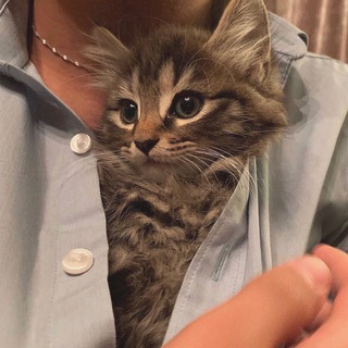 Логотип @gallacto_muz - галлакто🌌 | пикчи | сохры | языки