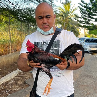 Логотип @gallosadonisluzon - Gallos Adonis Luzon