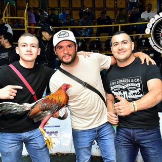 Логотип @galloscriaderociruelos - CRIADERO CIRUELOS