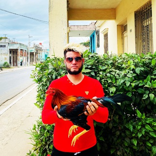 Логотип @galloscubaparaelmundo - Peleas de Gallos Cuba para el mundo.