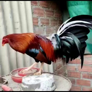 Логотип @gallosfad - Gallos fortaleza ataque y defensa o wsp 901811592