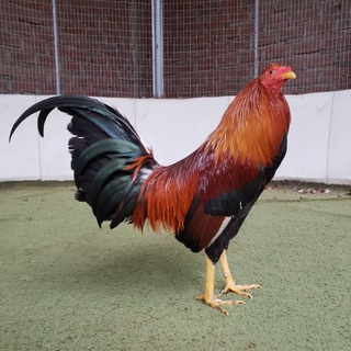 Логотип @galponloseucaliptos - GALPÓN LOS EUCALIPTOS 🔥🔥