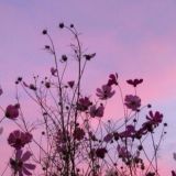 Логотип @game_play9 - 🎀ᴮᵃᶰᵗᶦᵏ_ᴳᵃᵐᵉ🎀