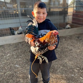 Логотип @gamefowlfarm76 - Game fowl