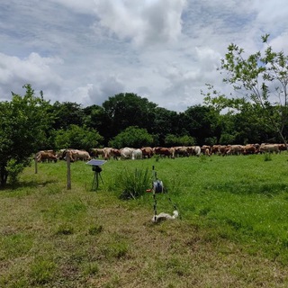 Логотип @ganaderiaregenerativayrentable - Ganadería Regenerativa y Rentable