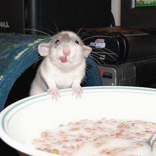 Логотип @gangstacattt - По Ля Ля | мемы и еда