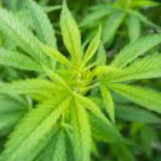 Логотип @ganjadpr - Ganja_Donbassa