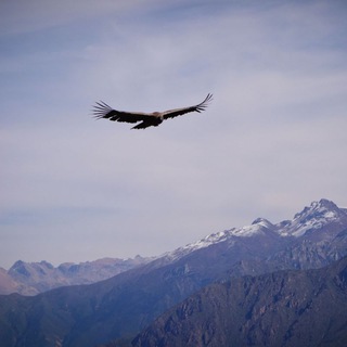 Логотип @gaowu_tg - Команда БудущегоI Анатолий Ковган