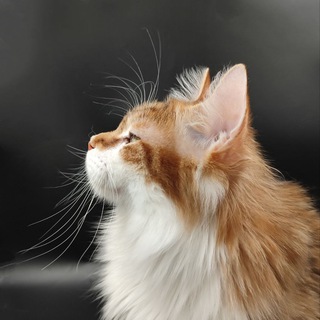 Логотип @gardemarin_cattery - Gardemarin. Курильские бобтейлы🇷🇺