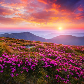 Логотип @garden_a_grovv - Красота природы