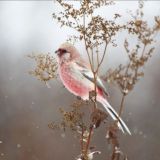 Логотип @garden_birds_pets - Чат беседка
