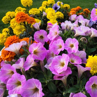 Логотип @garden_growth - Садоводство