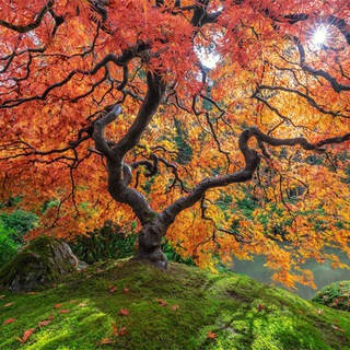 Логотип @garden_modern - Garden Modern