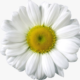 Логотип @garden_ramenskoe - Садовый Дворик 🏡