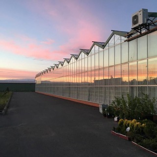 Логотип @gardeniaspb - Гардения - цветы оптом Санкт-Петербург.