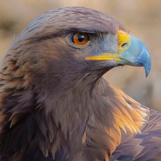 Логотип @garriarakel - Стихи орла🦅