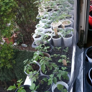 Логотип @gartenboerse - Samen, Zwiebeln, Knollen und Jungpflanzen, alles für den Garten - Tauschbörse