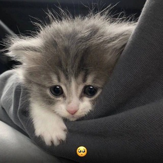 Логотип @gasha_life_sii - гача клуб/лайф ♡