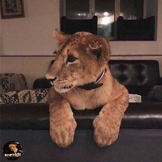 Логотип @gassiev_013 - 013