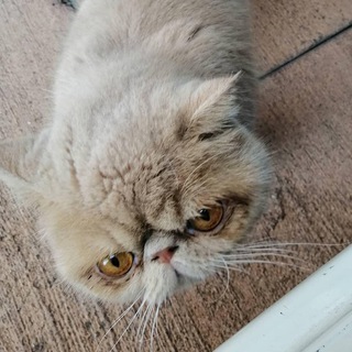 Логотип @gattinispam - GATTINI SPAM