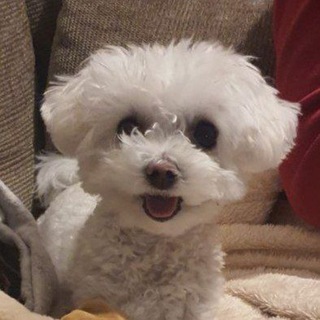 Логотип @gavmjau - Наши верные друзья!🐾