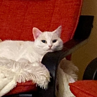 Логотип @gazenka - Газя травит байки