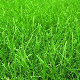 Логотип @gazonhiggsa - Газон Хиггса