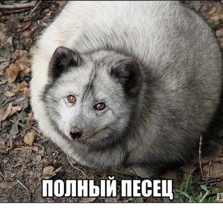 Логотип @gcp29 - Главный Чат Поморья "ГЧП-29"