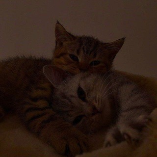 Логотип @geliwow - парные аватарки | обои