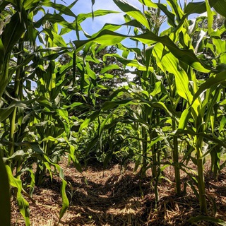 Логотип @genteautosuficiente - GENTE AUTOSUFICIENTE 🏞