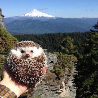 Логотип @geoprostoiponatno - География и страны | Просто и понятно