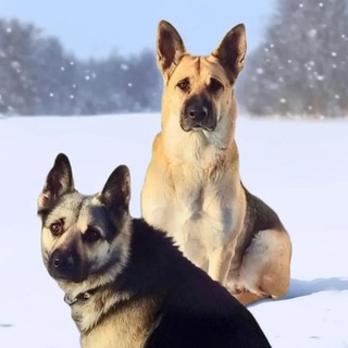 Логотип @gerda0608 - Жизнь Герды и её семьи🐶🐕