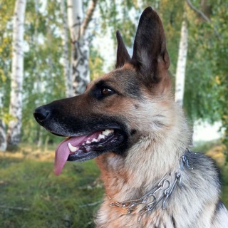 Логотип @gerda_dog_kanal_love - 🤫Gerda_Kira🎰💗