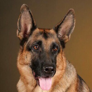 Логотип @german_shepherd1 - Немецкая овчарка