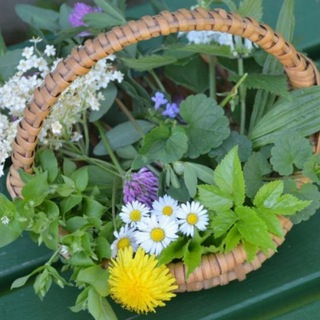 Логотип @gesund_durch_die_kraft_der_natur - PHYTOTHERAPIE - KRÄUTERWISSEN - NATÜRLICHE ARTGERECHTE MITTEL & WEGE