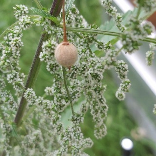 Логотип @gesundheiternaehrung - Corona 🦠💉 Gesundheit 🍎🥦🥑 Ernährung Orthomolekular Vitamin Media