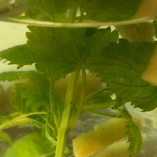 Логотип @gesundheitstipp - Gesundheits-Tipps und Austausch