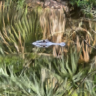 Логотип @gettinghealthy - Living Naturally