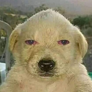 Логотип @ggggggggae - •что-то в глаз попало•